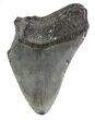 Partial, Fossil Megalodon Tooth #89027-1